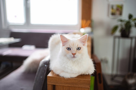 White fluffy domestic cat with blue eyes sitting indoorsの写真素材