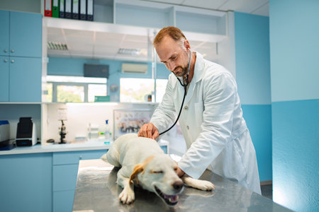 Veterinarian examines a dog in a modern clinic during the afternoonの写真素材
