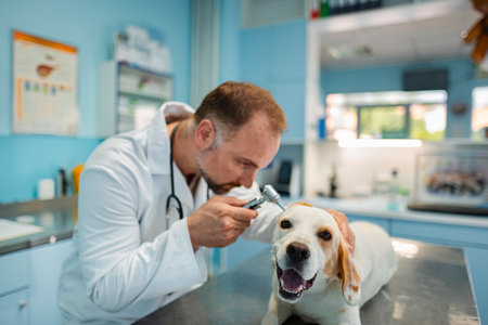 Veterinarian examines cheerful beagle in modern clinicの写真素材