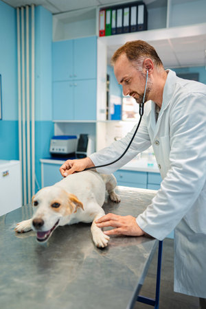 Skilled veterinarian examines a happy dog in a bright clinicの写真素材