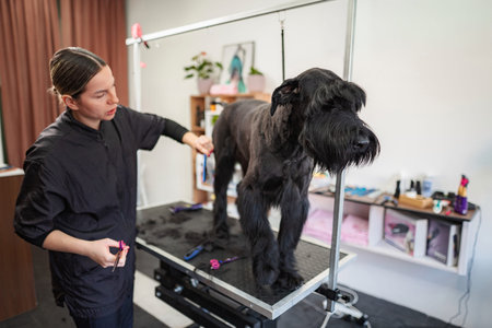 Professional groomer cutting giant schnauzer dog hair in salon