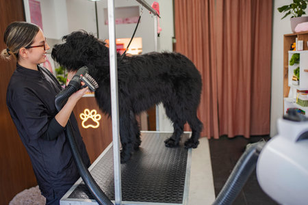 Professional pet groomer drying black dogs fur in salon