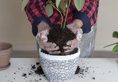 man transplants avocado, pulls out of the pot, shows the roots