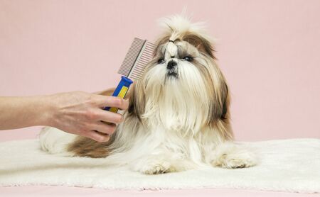 man combing the hair of a beautiful puppy on a pink background