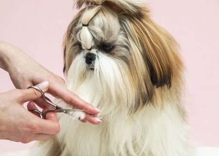 man grooming a beautiful well-groomed puppy, shears a hair with scissorsの写真素材
