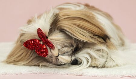 beautiful well groomed cute puppy with a red bow on his headの写真素材
