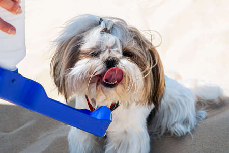 A shih tzu puppy on the sand drinking water from a watering holeの写真素材