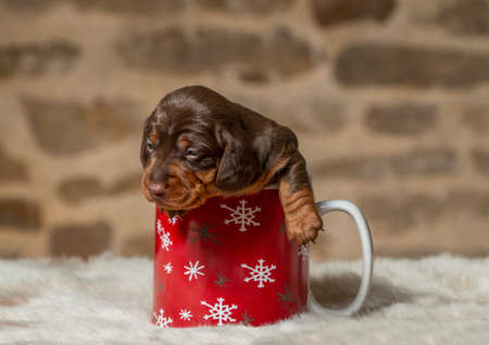 portrait of a beautiful, cute, gentle dachshund puppyの写真素材