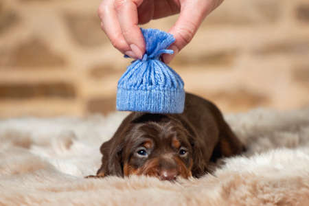 portrait of the beautiful, cute, gentle a dachshund puppyの写真素材