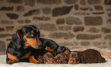portrait of the beautiful, cute, gentle a dachshund puppyの写真素材