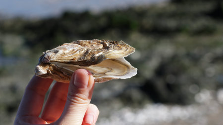 Close-up of fingers pinching a freshly opened oyster from an oyster farm. High quality photo