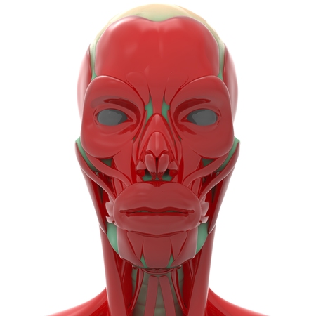 Muscle faceの写真素材