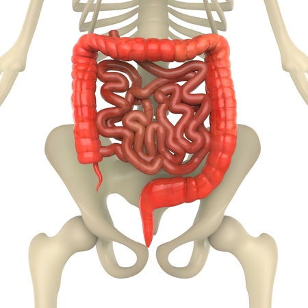 Large and Small Intestine with Skeletonの写真素材