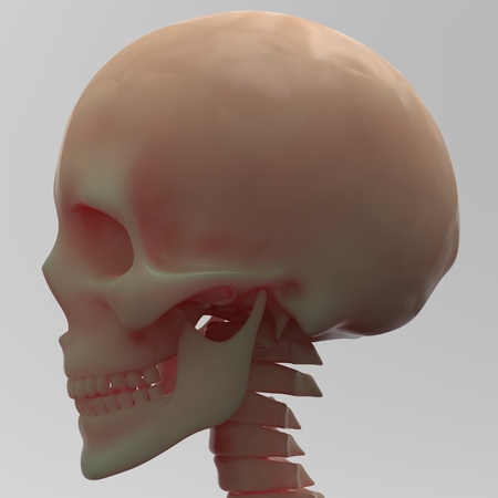 Human Skullの写真素材