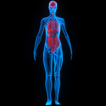 Human Body Organs (Brain, Lungs, Large and Small Intestine with Kidneys)の写真素材