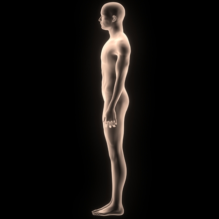 Human Male Muscle Bodyの写真素材