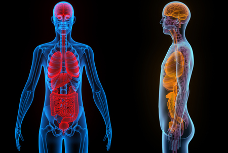 Human Body Organs (Brain, Lungs, Large and Small Intestine with Kidneys)の写真素材