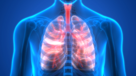 Human Body Organs (Lungs Anatomy)の写真素材