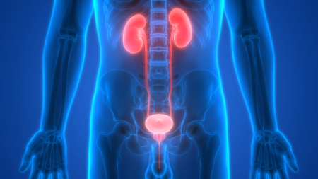 Human Body Organs Anatomy (Kidneys)の写真素材