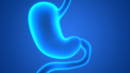 Human Digestive System (Stomach Anatomy)の写真素材