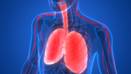 Human Body Organs (Lungs with Nervous system Anatomy)の写真素材
