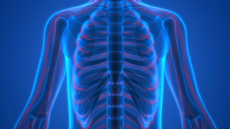 Human Skeleton with Nervous System Anatomyの写真素材