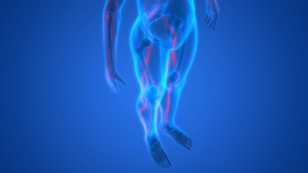 Human Skeleton with Nervous System Anatomyの写真素材