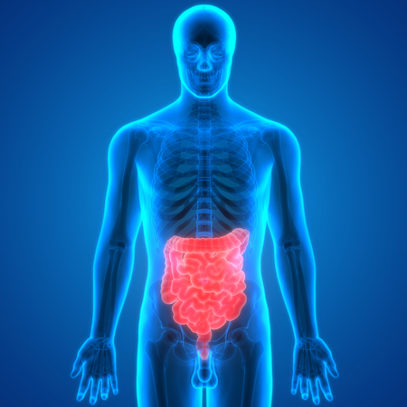 Human Digestive System Anatomy (Large and Small Intestine)の写真素材