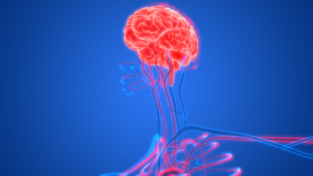 Human Brain with Circulatory System Anatomyの写真素材