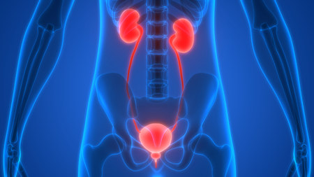 Human Body Organs (Kidneys Anatomy)の写真素材