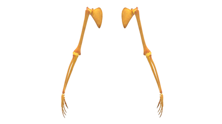 Human Body Bone Joint Pains Anatomy (Upper Limbs)の写真素材