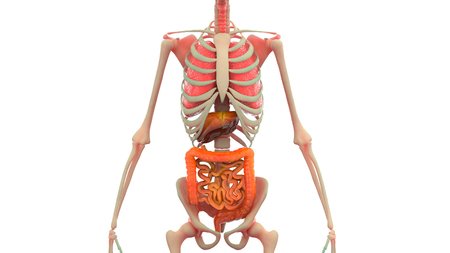 Human Body Organs Anatomy (Lungs, Liver, Large and Small Intestine)の写真素材