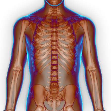Human Body Bone Joint Pains Anatomyの写真素材