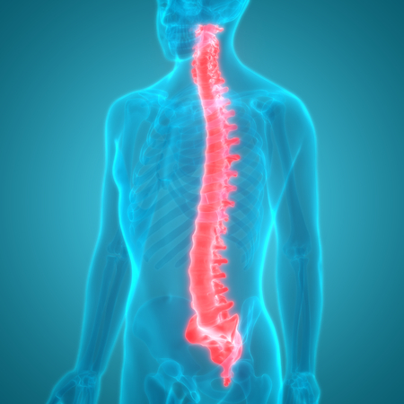 Spinal cord a Part of Human Skeleton Anatomy