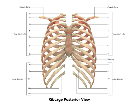 Human Skeleton System Rib Cage Anatomy (Posterior View)の写真素材