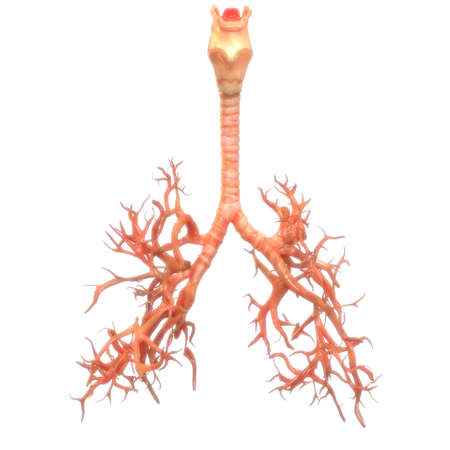 3D Illustration Concept of Human Respiratory System Lungs Anatomyの写真素材