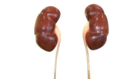 3D Illustration Concept of Female Urinary System Kidneys Anatomyの写真素材