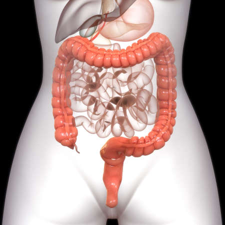 3D Illustration Concept of Human Digestive System Large Intestine Anatomy