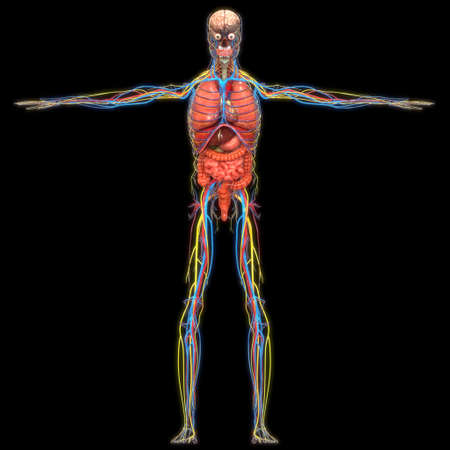 3D Illustration Concept of Human Complete Organ System Anatomyの写真素材