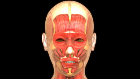 3D Illustration Concept of Muscles a Part of Human Muscular System Anatomy