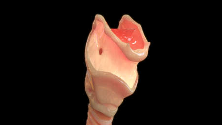 3D Illustration Concept of Human Digestive System Large Intestine Anatomy