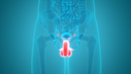 Male Reproductive System Anatomyの写真素材