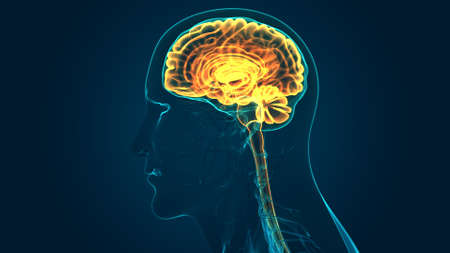 3D Illustration Concept of Central Organ of Human Nervous System Brain Anatomy