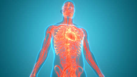3D Illustration Concept of Human Circulatory System Heart Anatomy