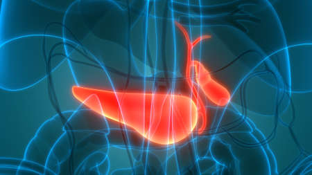 3D Illustration Concept of Human Internal Organs Pancreas with Gallbladder Anatomyの写真素材