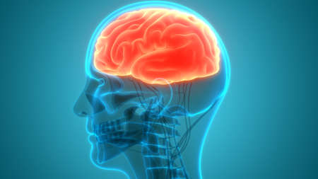 3D Illustration Concept of Central Organ of Human Nervous System brain Anatomy