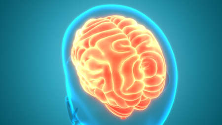 3D Illustration Concept of Central Organ of Human Nervous System brain Anatomy