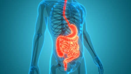 3D Illustration Concept of Human Digestive System Anatomyの写真素材