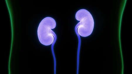 3D Illustration Concept of Human Urinary System Kidneys Anatomyの写真素材
