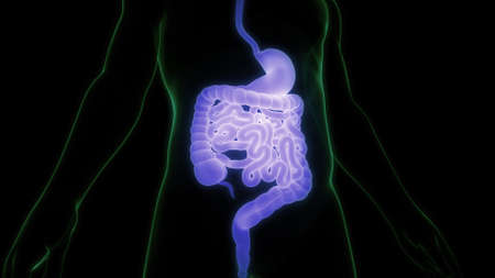 3D Illustration Concept of Human Digestive System Anatomyの写真素材